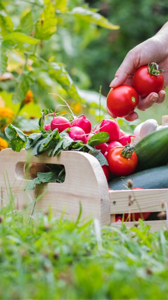 garden veggies in a basket while someone's hand is holding tomatoes putting them into the basket.