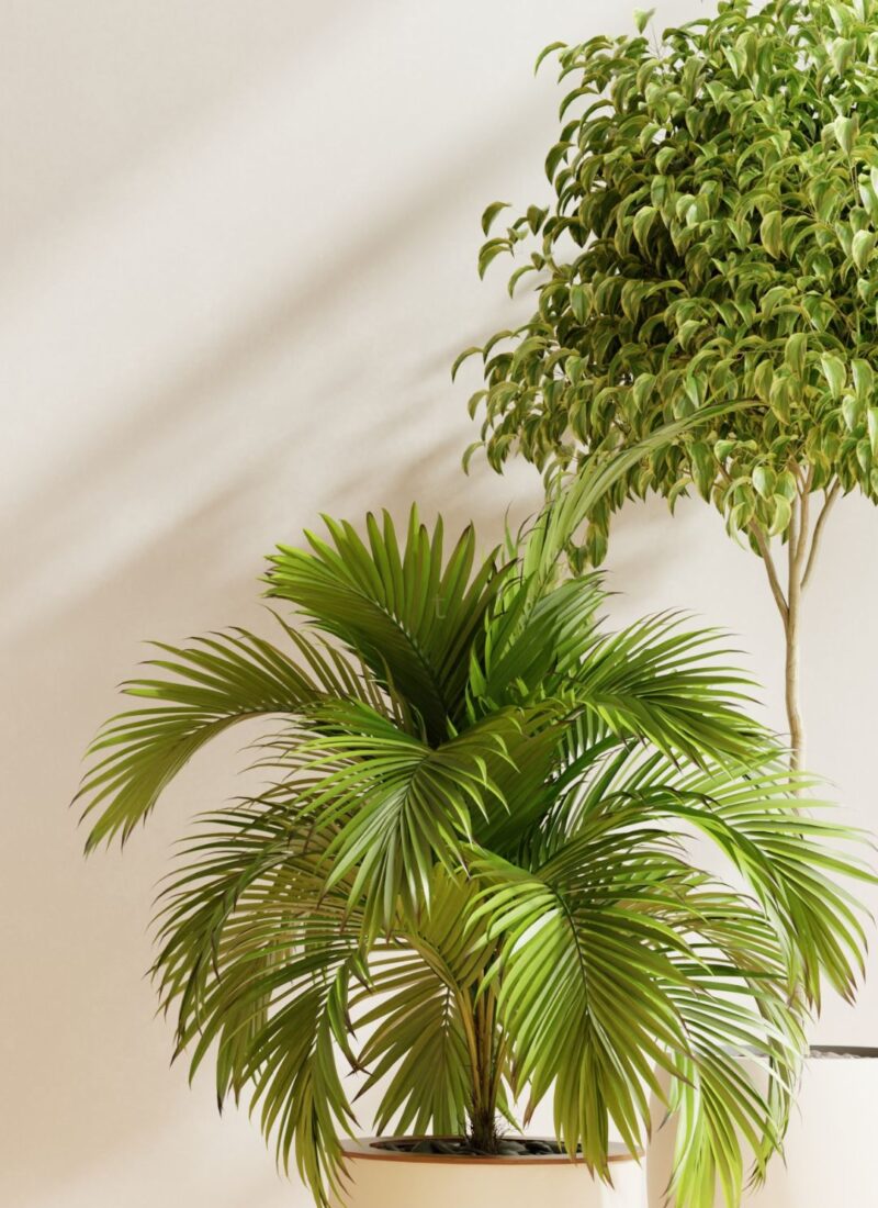 Green plants on a wood floor in a bright sunny room with taupe walls